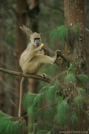 Baboon in Zomba