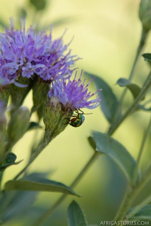 Beetle on a Thistle