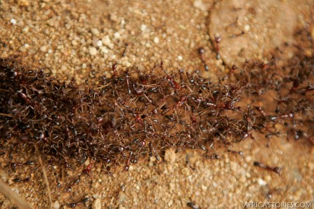 Biting Ant Column