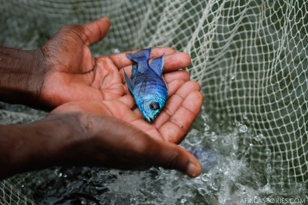 Blue Cichlid