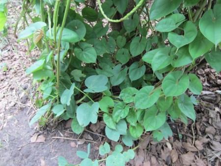 Banda Farm Yams