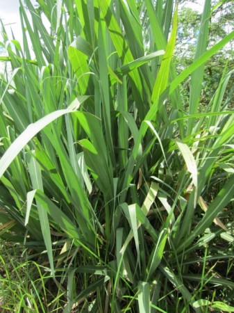 Banda Farm Sugar Cane