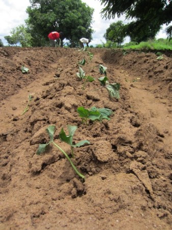 Banda Farm Sweet Potatoes