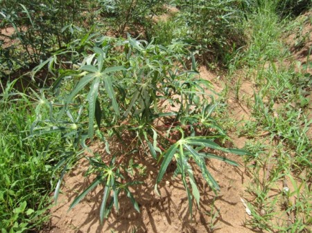 Banda Farm Cassava
