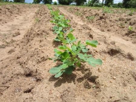 Banda Farm Peanuts