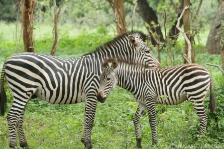 Zebra