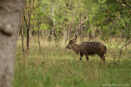 Nyala