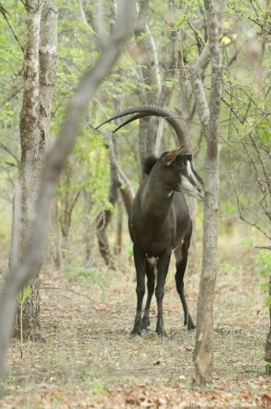 Sable