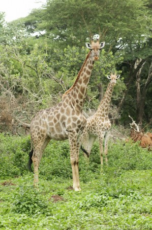 Giraffe