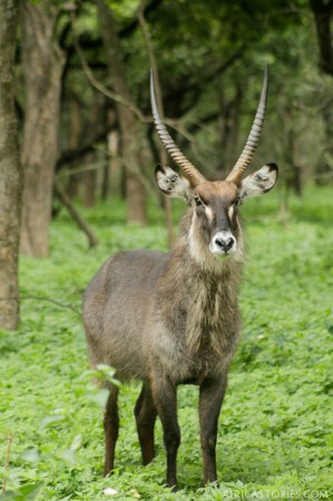 Waterbuck