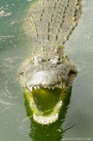 Crocodile